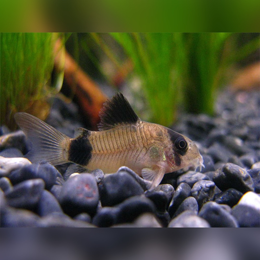 Live Panda Corydoras (Corydoras Panda) – Peaceful Freshwater Aquarium Catfish – US Seller