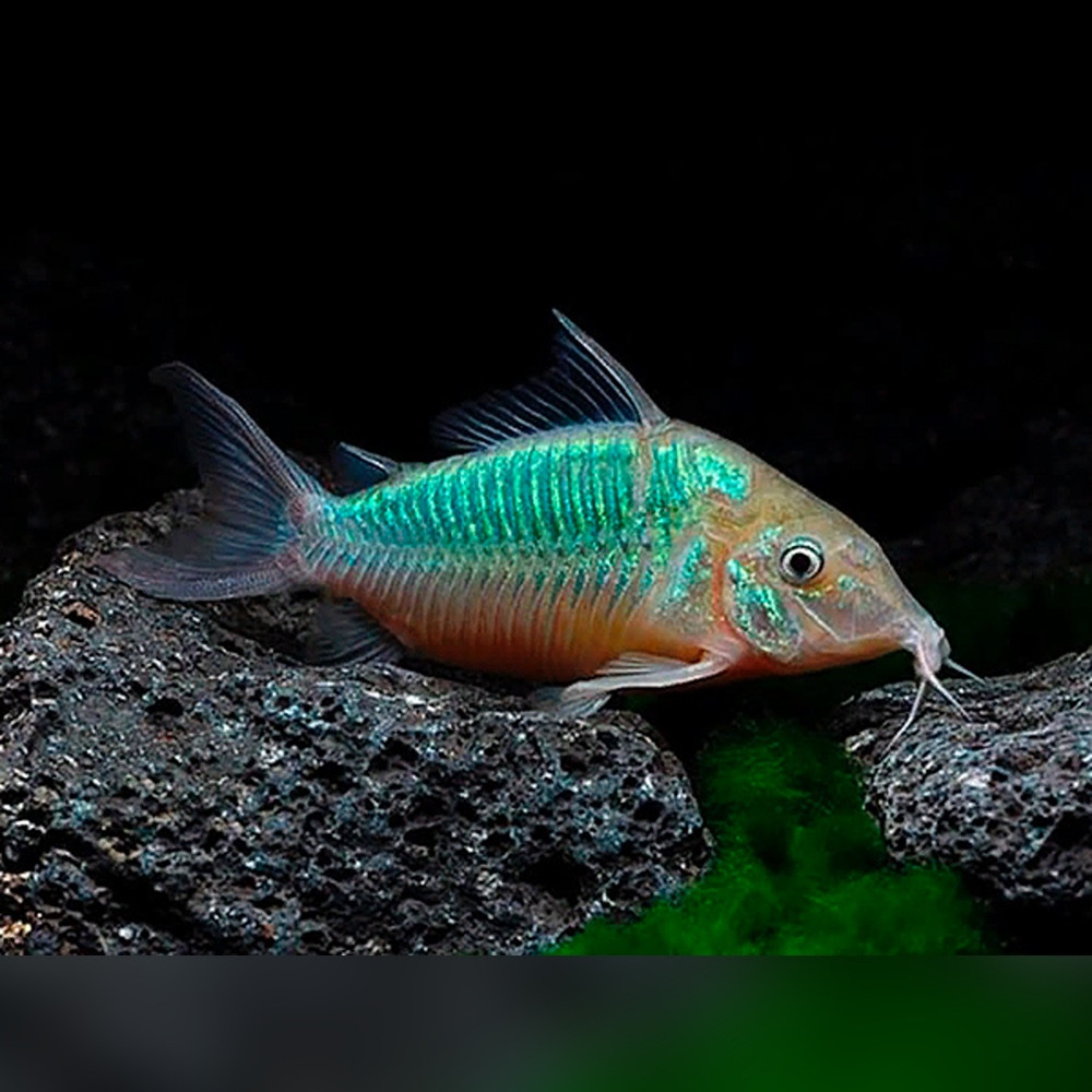Emerald Corydora (Corydoras splendens)