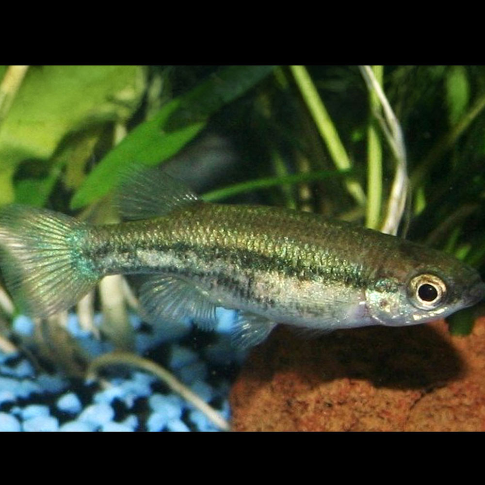 Goodeid Striped Goodied(Ataeniobius toweri)