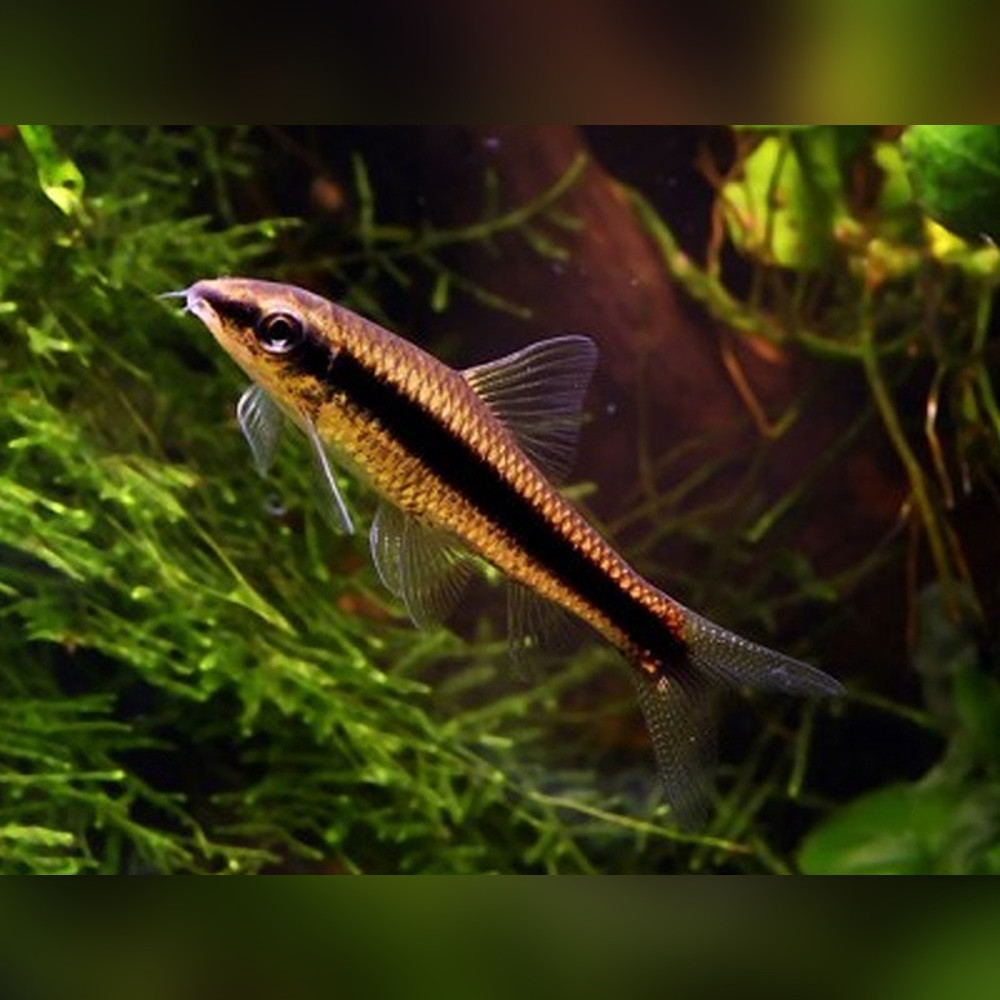 Siamese Algae Eater (Crossocheilus oblongus)