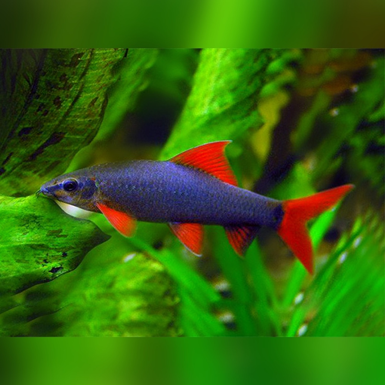 Rainbow shark deals temperature