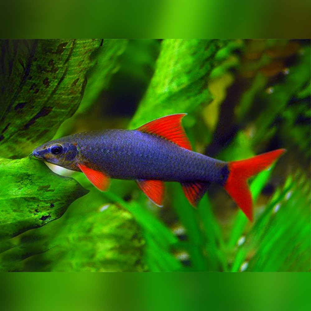 Tailed Black Shark Tank Red Tail Shark And Cichlids Fish Tank