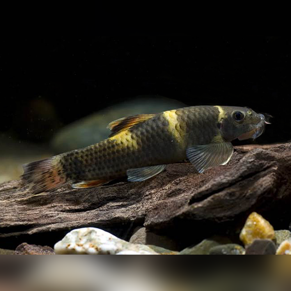 Panda Garra (Garra flavatra)