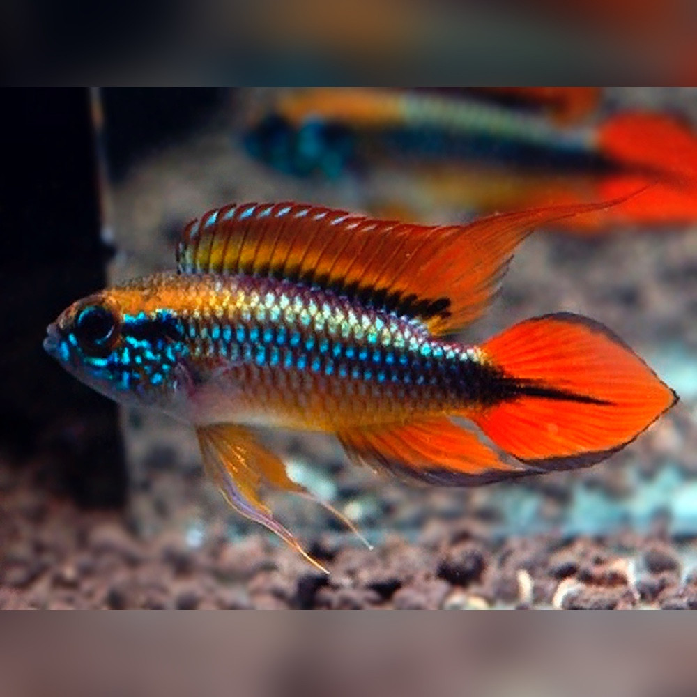 Agassizs Double Red Dwarf Cichlid (Apistogramma agassizii)