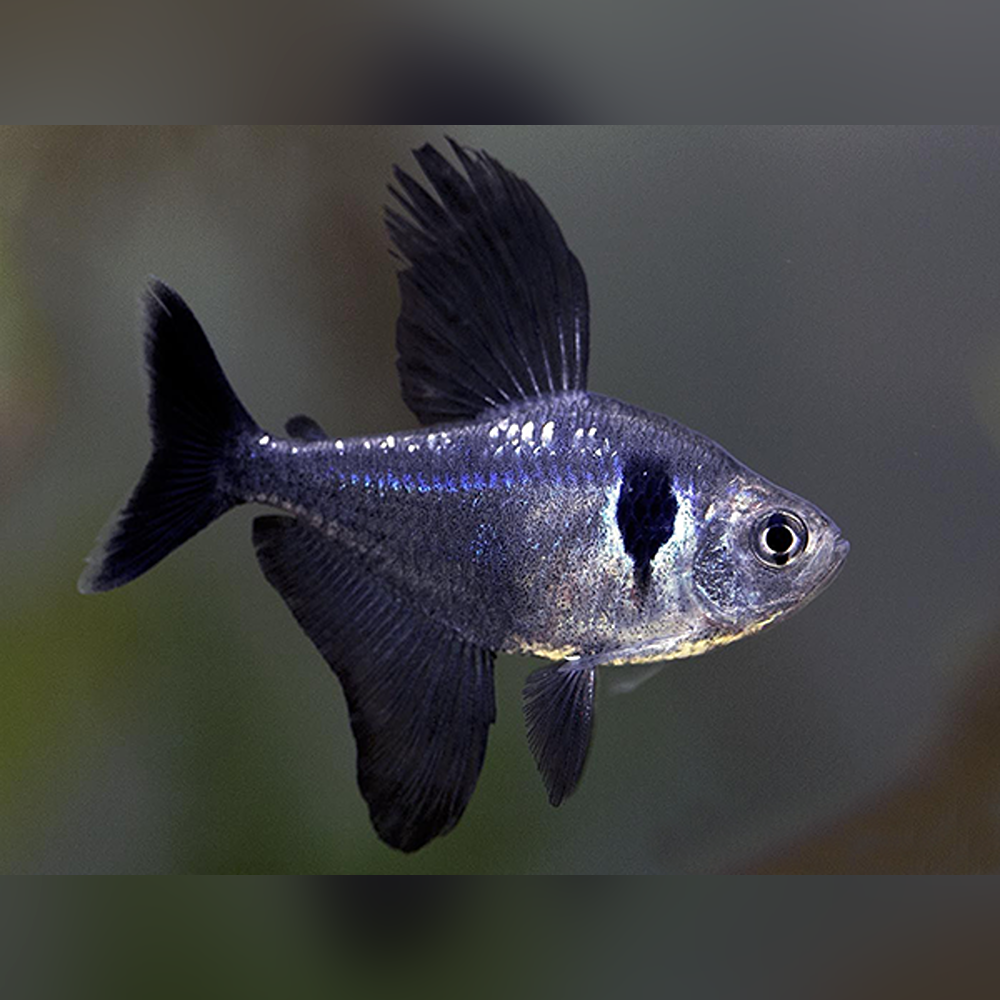 Black Phantom Tetra 