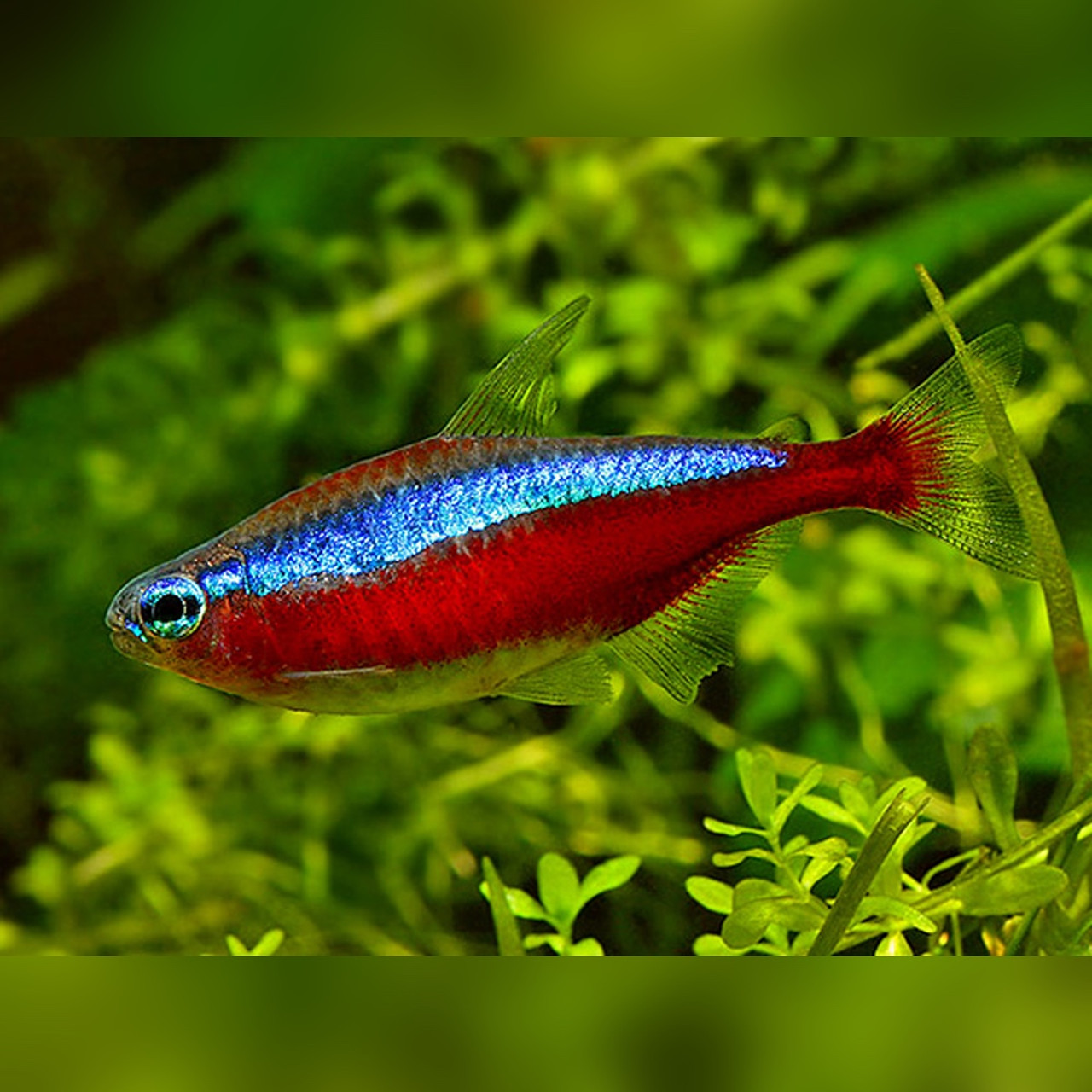 Cardinal hot sale tropical fish