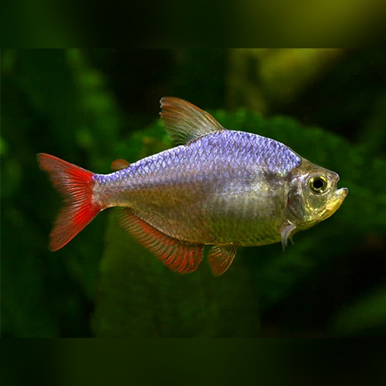 Fish Medication – Labyrinth Aquatics