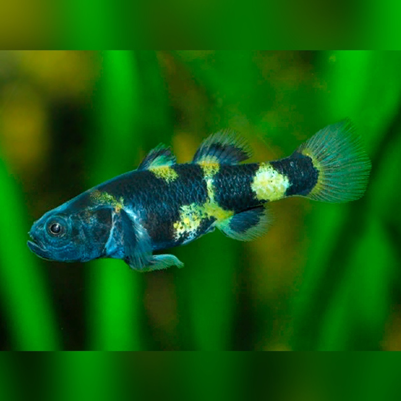 Fish Medication – Labyrinth Aquatics