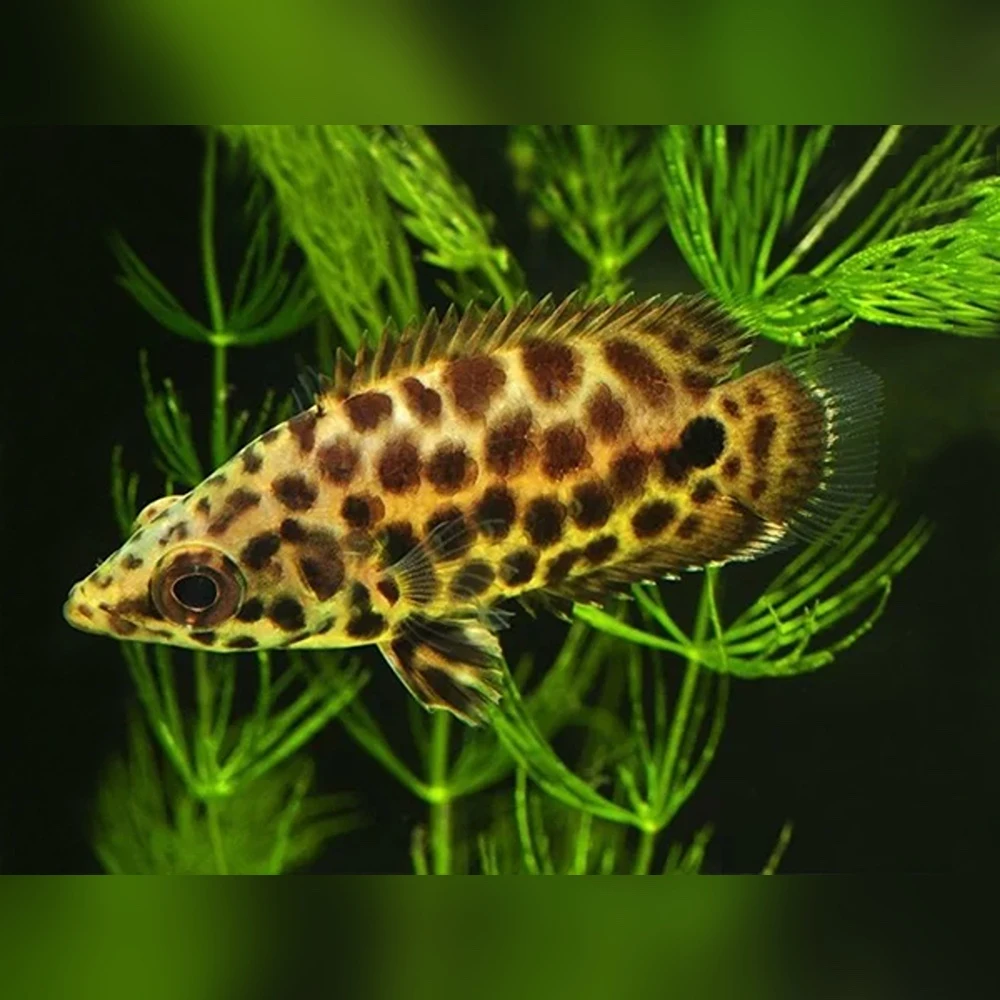 Bush Fish Leopard Bush Fish (Ctenopoma acutirostre)