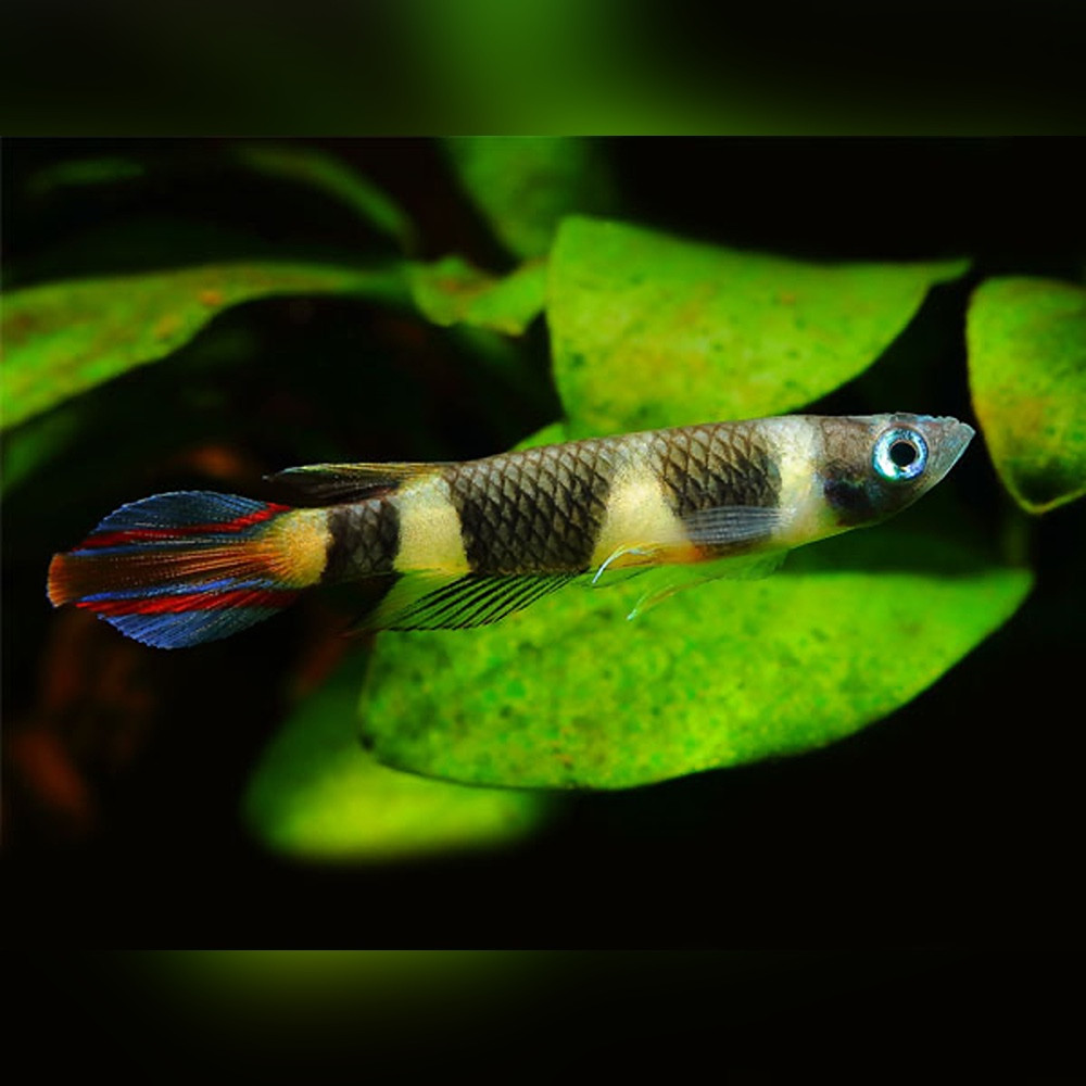 Clown Killifish (Epiplatys annulatus)