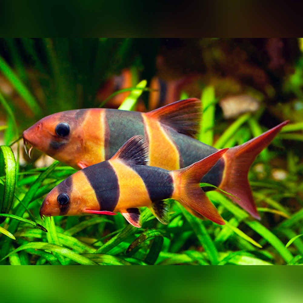 Clown Loach (Chromobotia macracanthus) - Main Image