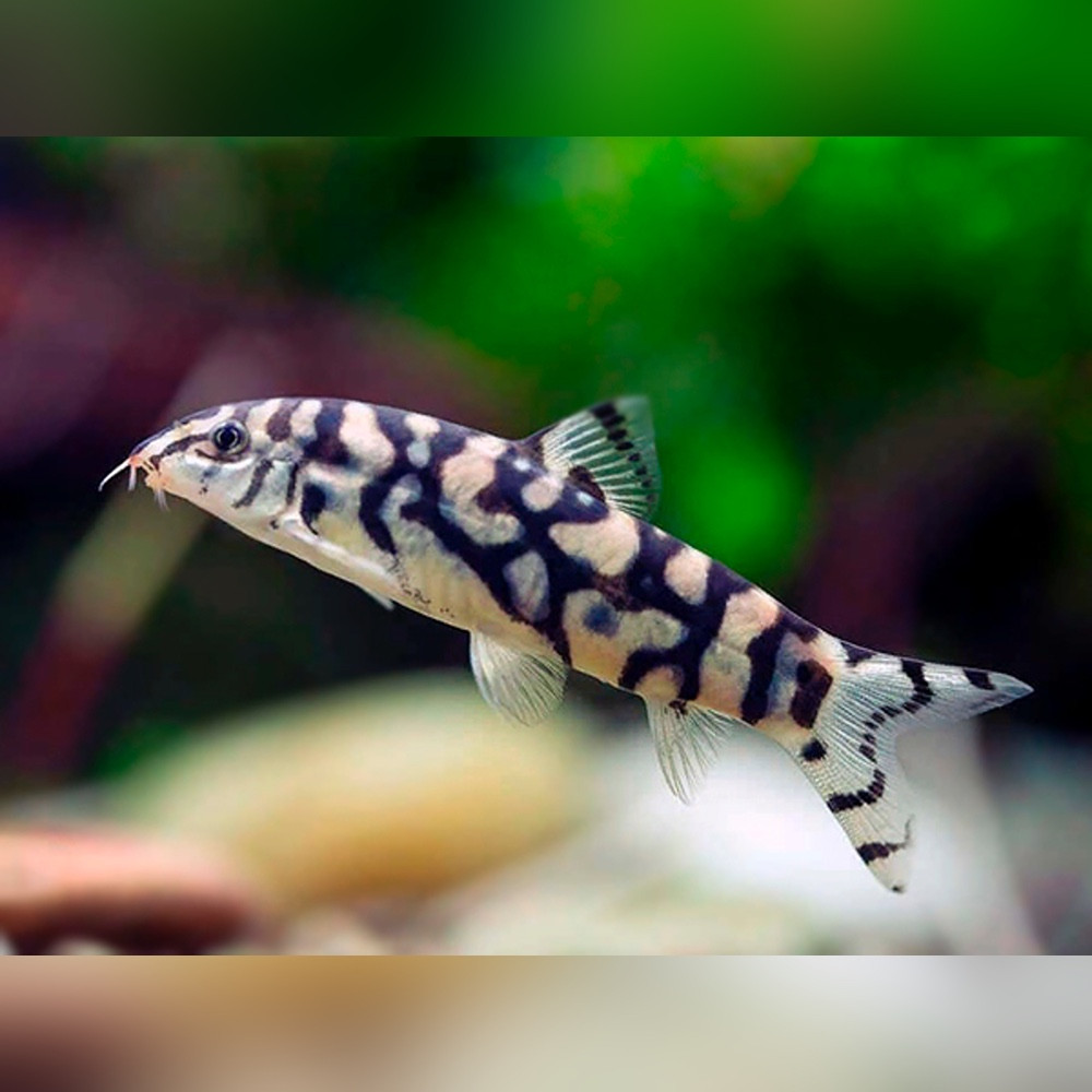 Yoyo Loach (Botia almorhae)