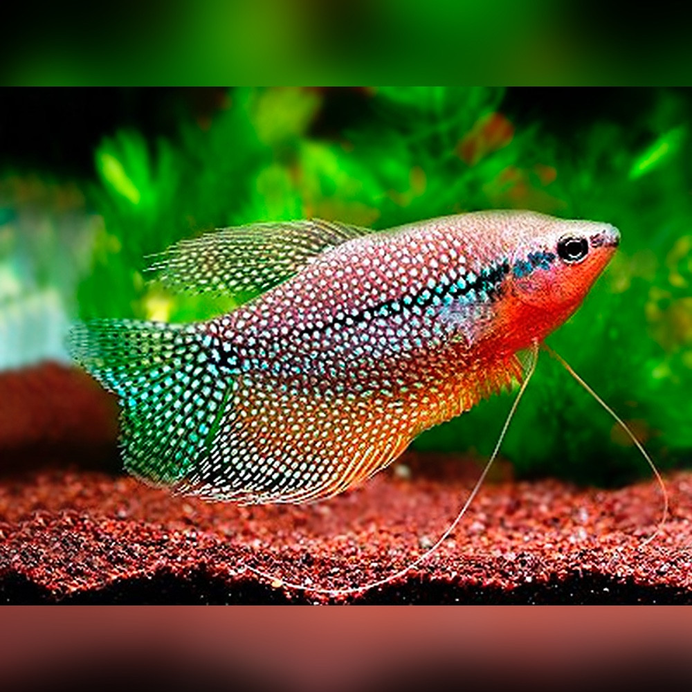 pearl-gourami-trichopodus-leerii