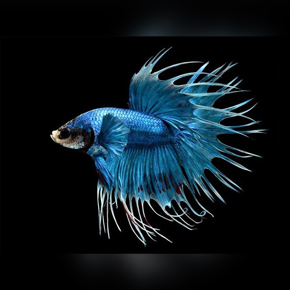 Blue Crown Tail Betta (Betta splendens)