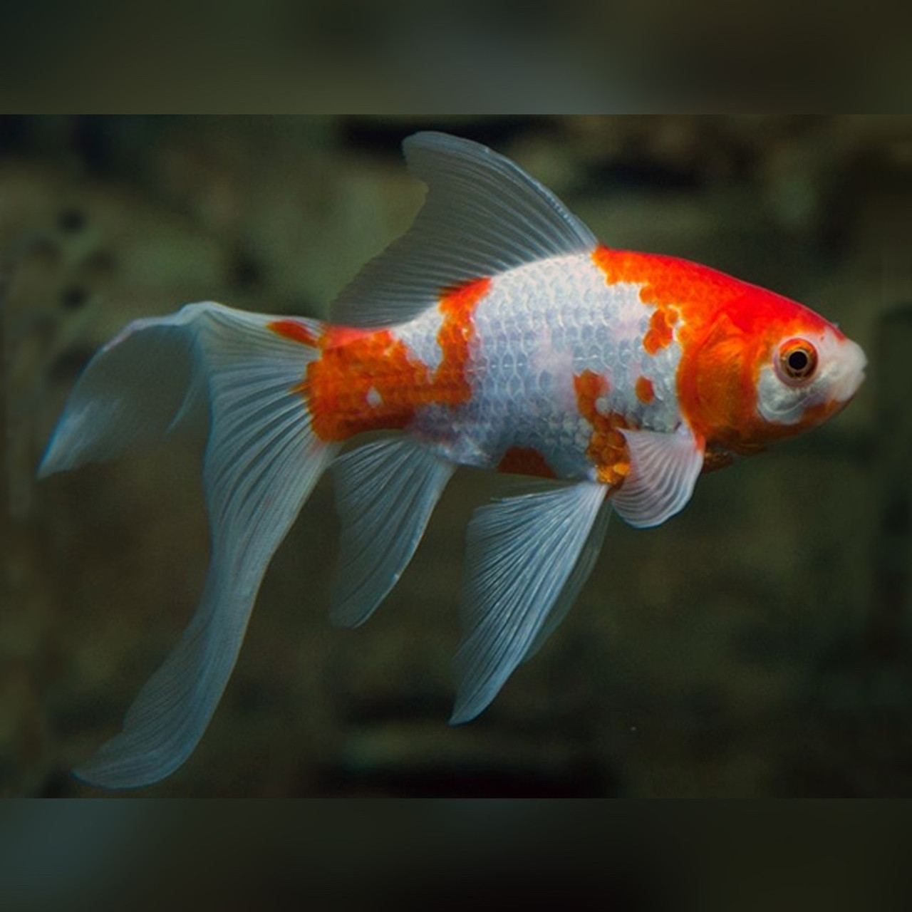 Sarasa Comet Goldfish (Carassius auratus) 3