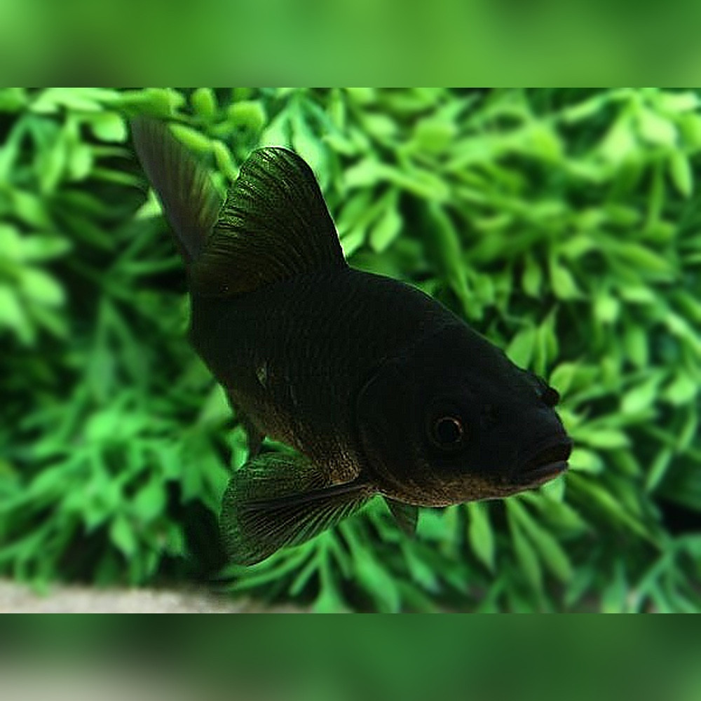 Black Comet Goldfish (Carassius auratus) 3