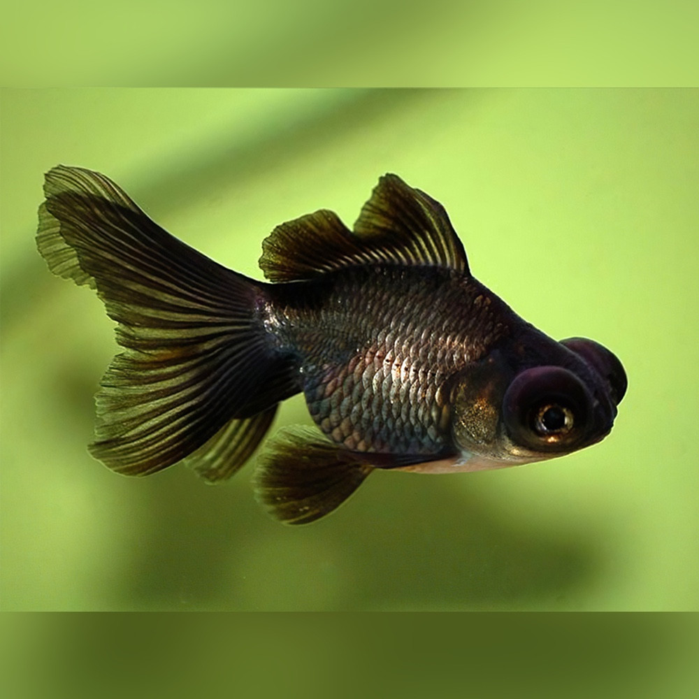 Black Moor Goldfish (Carassius auratus) - Main Image