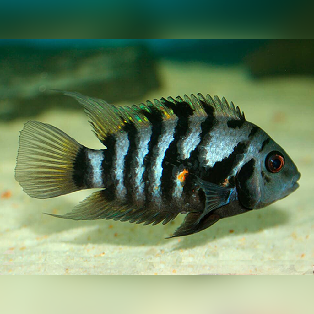 Semi Aggressive Cichlids Non Aggressive Freshwater Aquarium Fish - Main Image