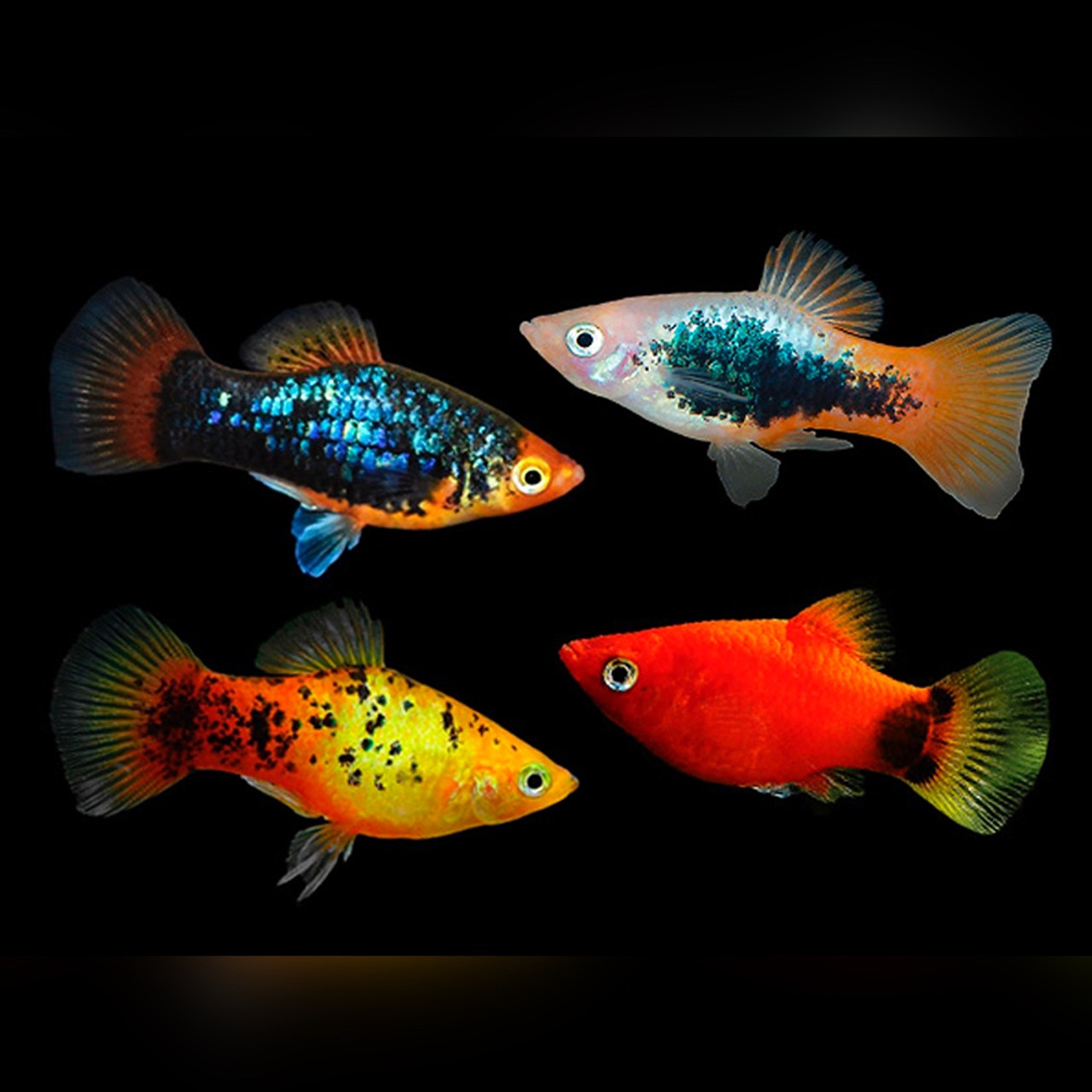 High Fin Red Wag Platy Xiphophorus Maculatus Mickey Mouse Platy Aquarium  Fish Stock Image - Image of nature, aquatic: 178801773