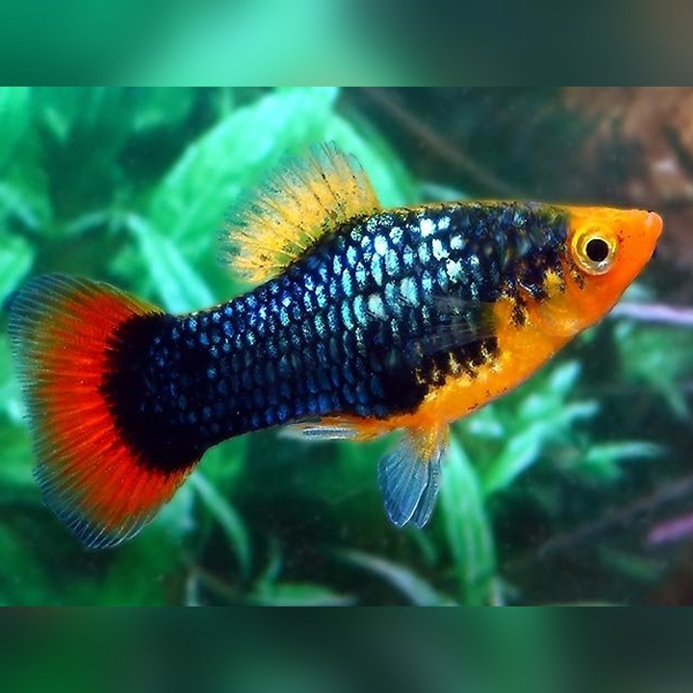 Black Variatus Platy (Xiphophorus variatus)