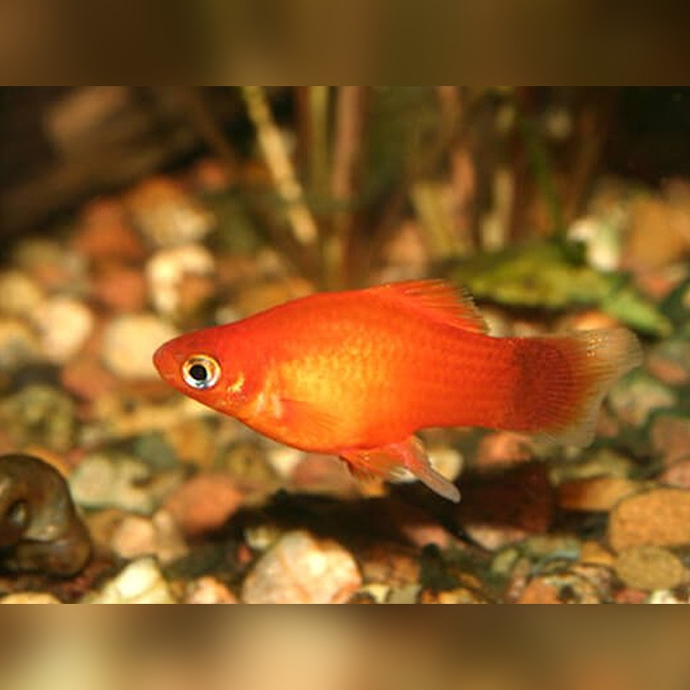 Orange Variatus Platy (Xiphophorus variatus) - Main Image