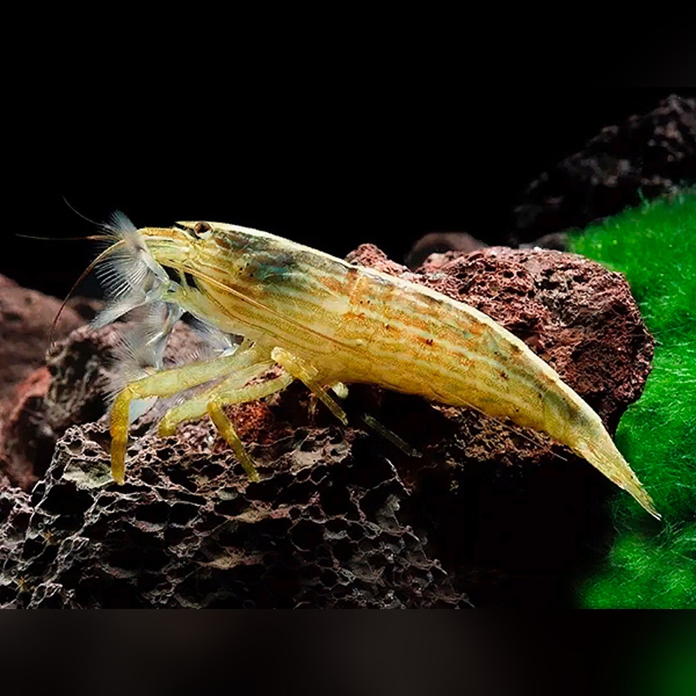 Bamboo Shrimp (Atyopsis moluccensis)