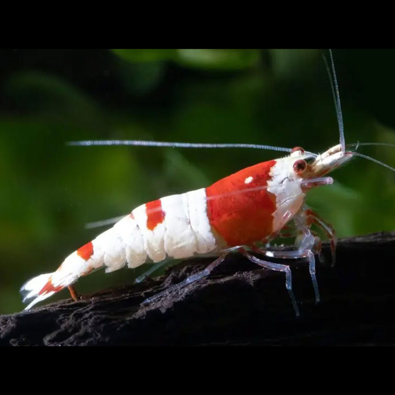 Crystal Red Shrimp (Caridina cantonensis)