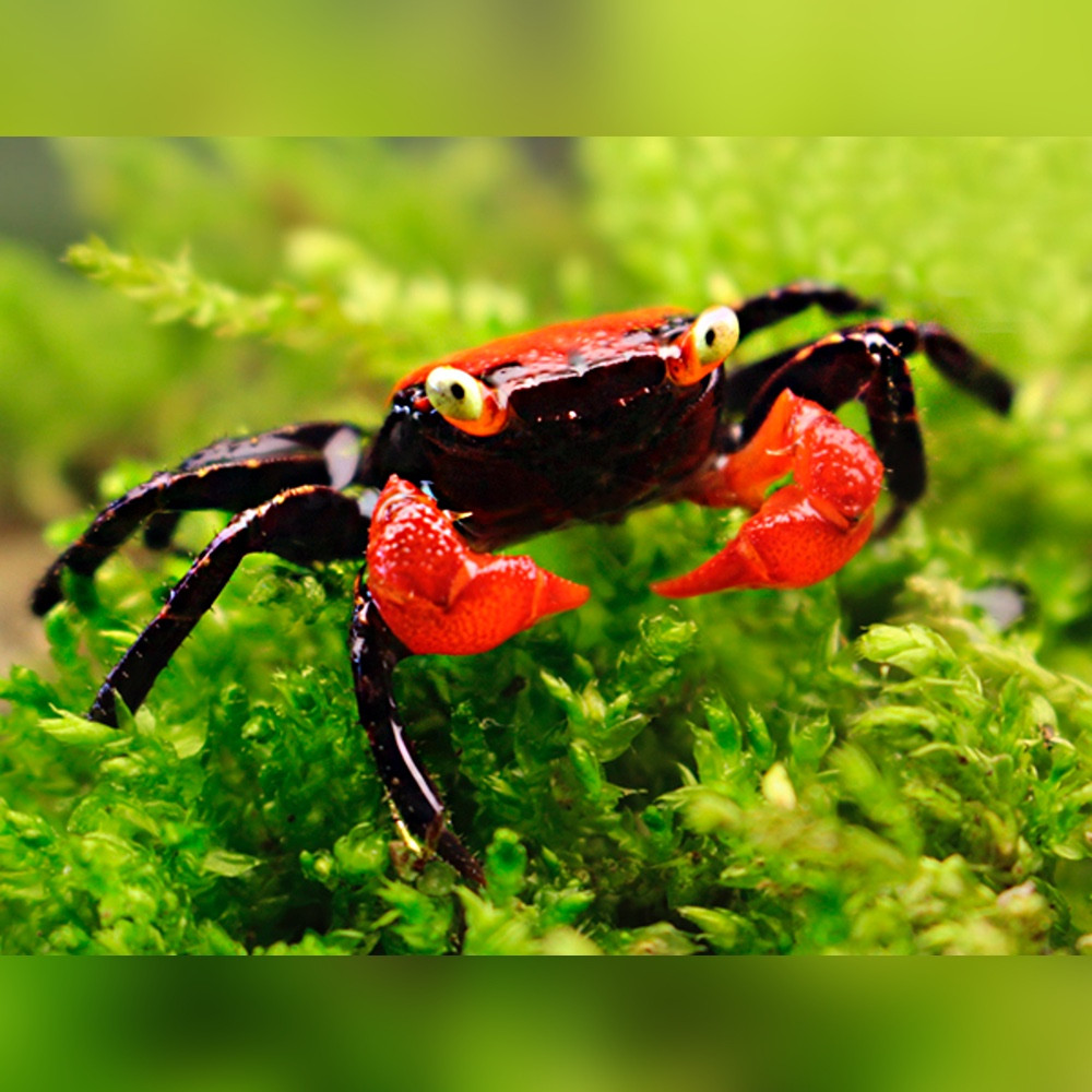 Red Devil Crab (Geosesarma hagen)