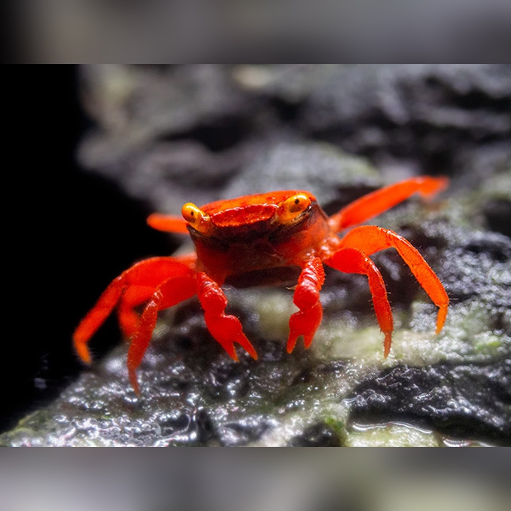 Tomato Vampire Crab (Geosesarma sp)