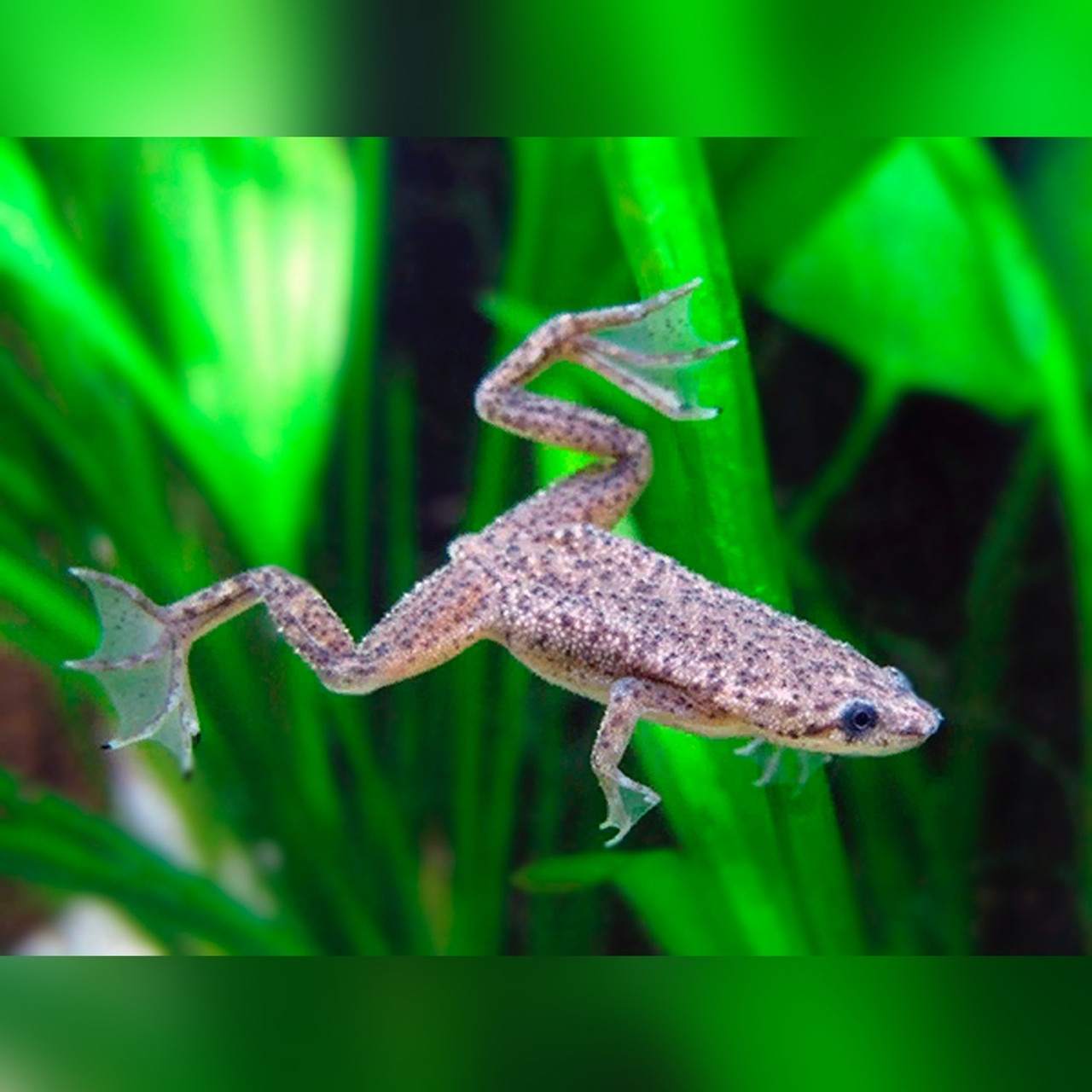 Underwater frogs hot sale for sale