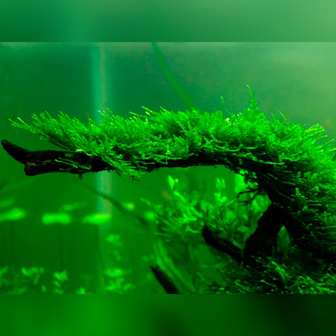 Java Moss - Who Gives A Fish