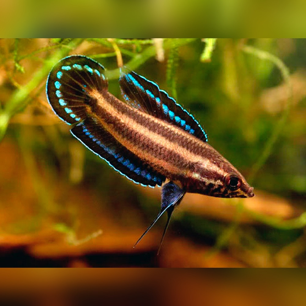 Top 10 Licorice Gourami Rare Gouramis 2027