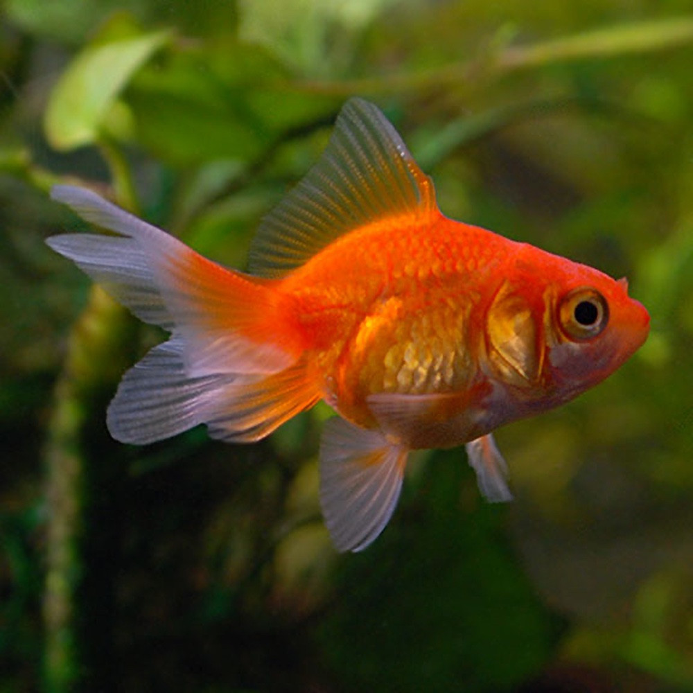 Red Fantail Goldfish (Carassius auratus) - Main Image