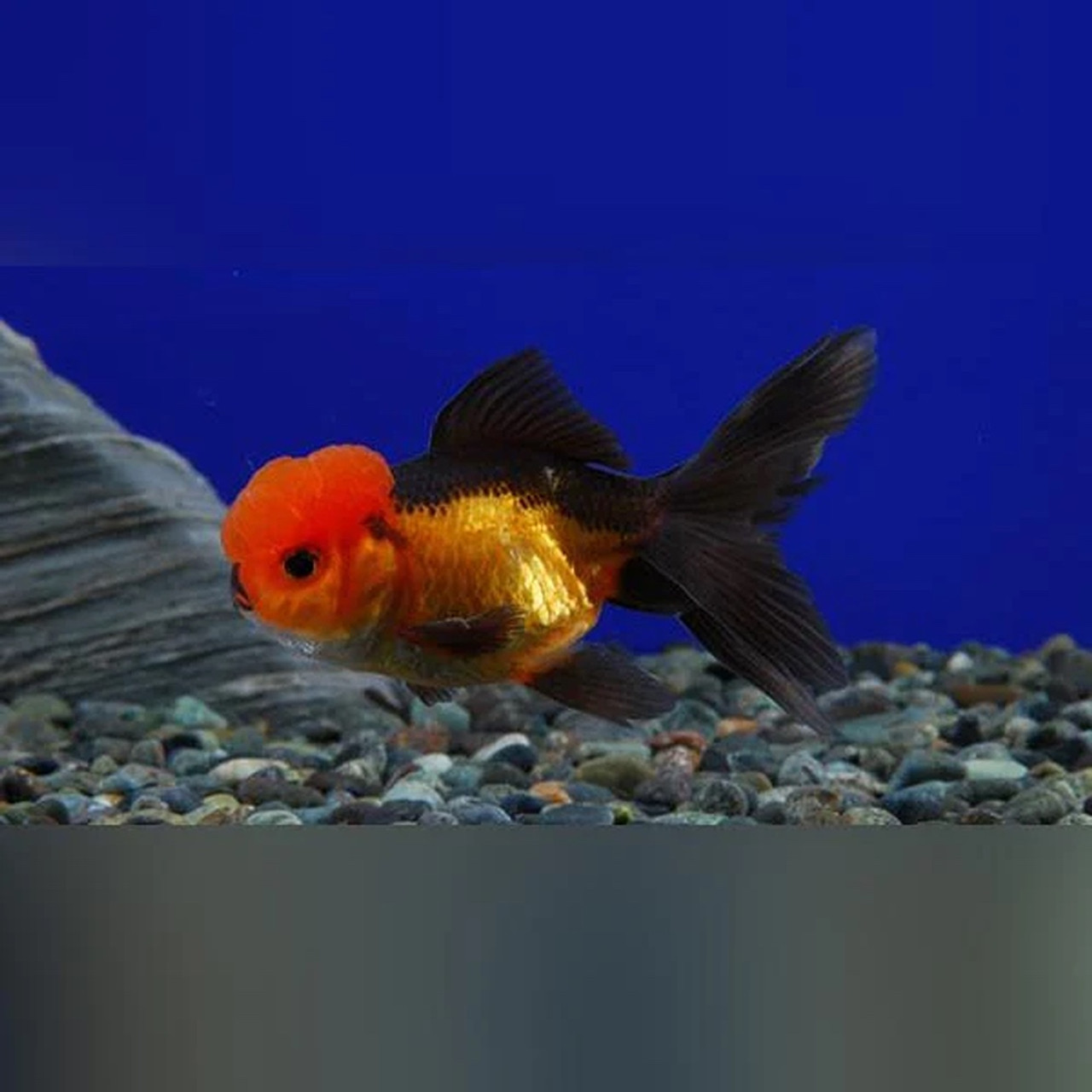 Black hot sale orange goldfish