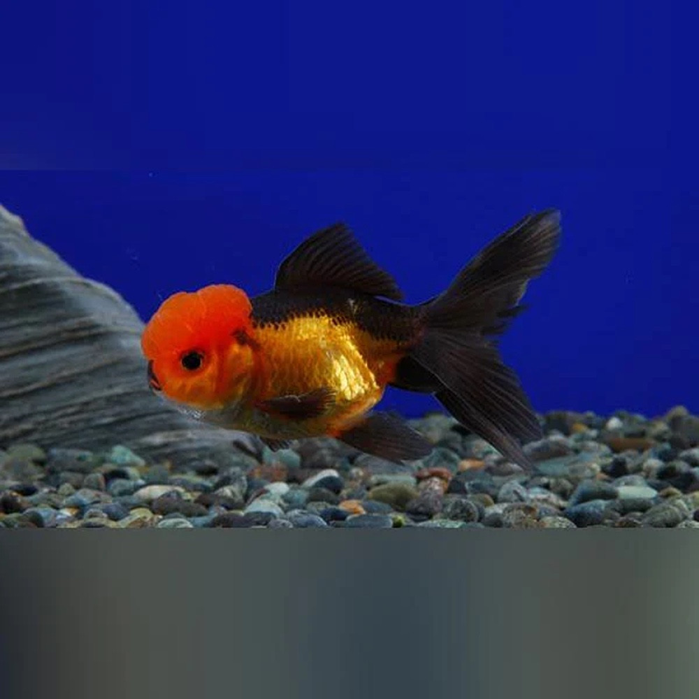 Red and Black Oranda Goldfish | Riverpark Aquatics