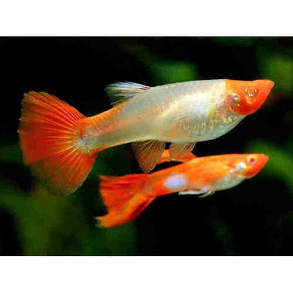 Koi Guppy Fish