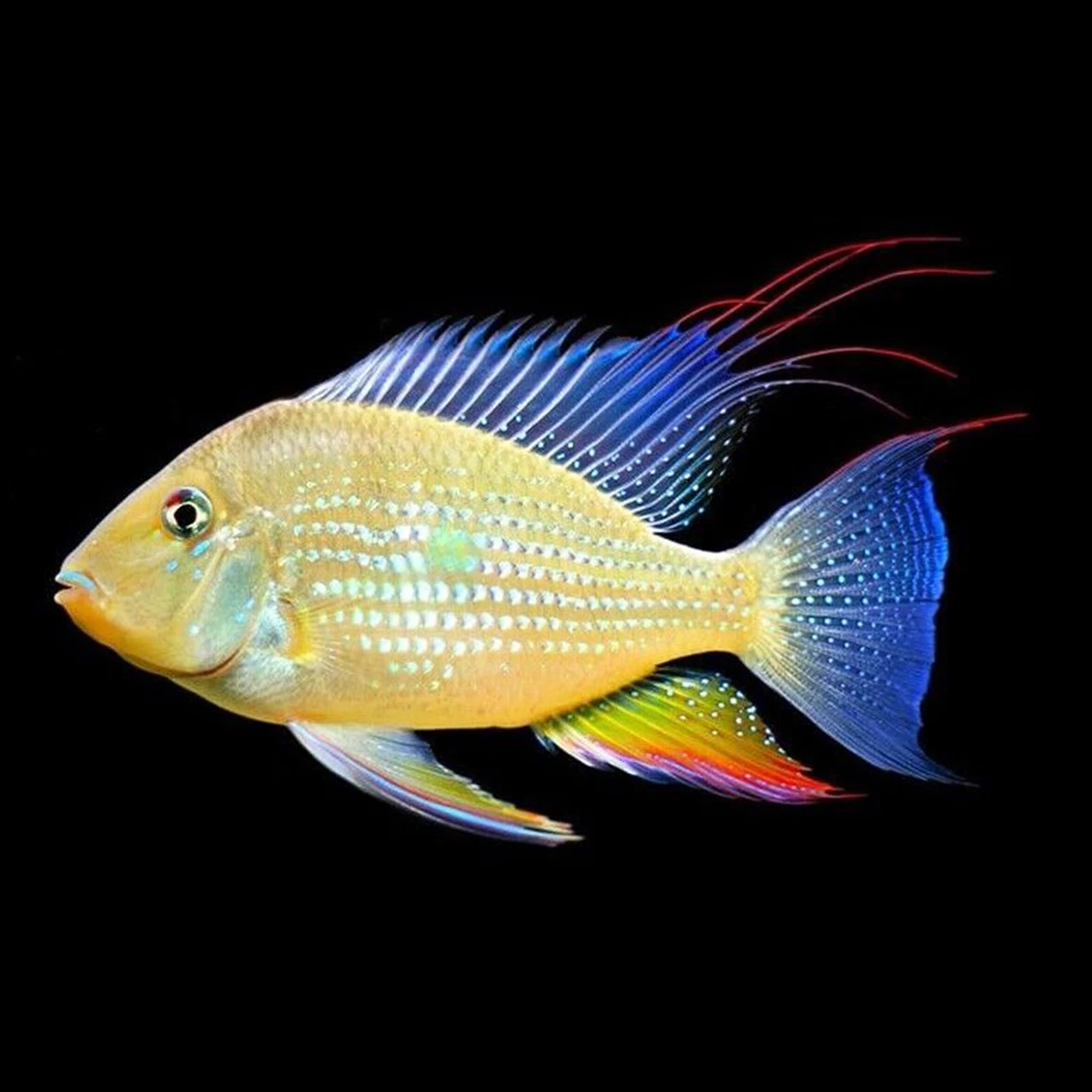 Threadfin Albino Threadfin Acara Cichlid (Acarichthys heckelii)