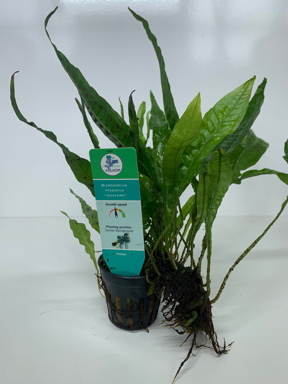 Microsorium pteropus 'Javafern' - 5cm Pot