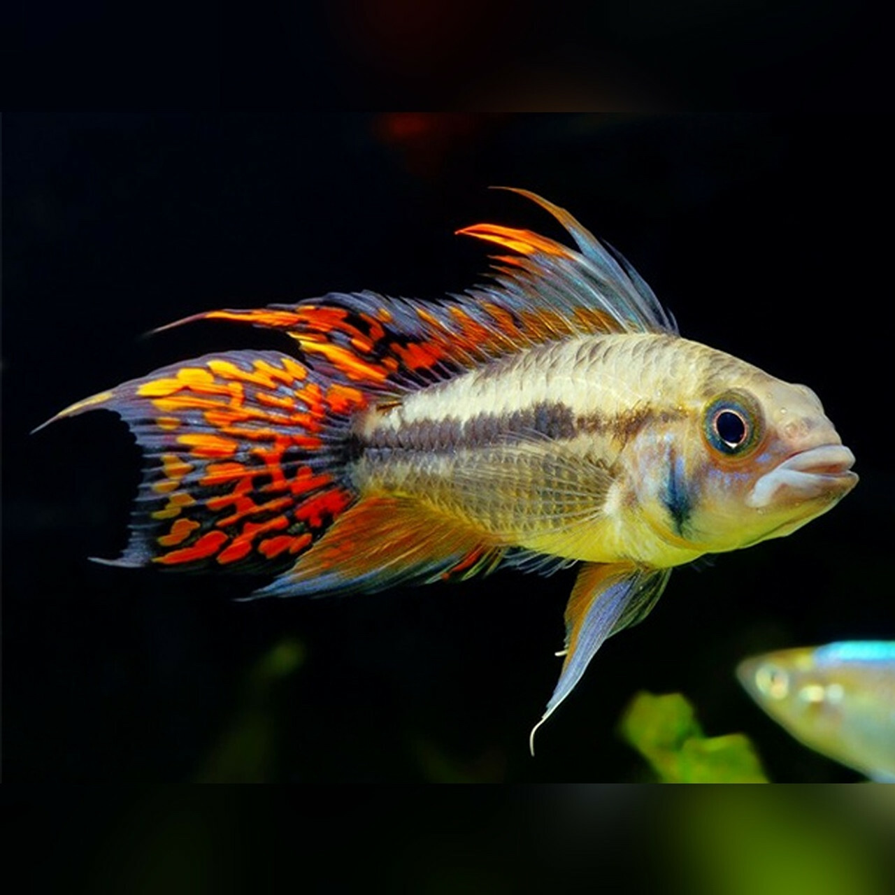 Dwarf Cichlids