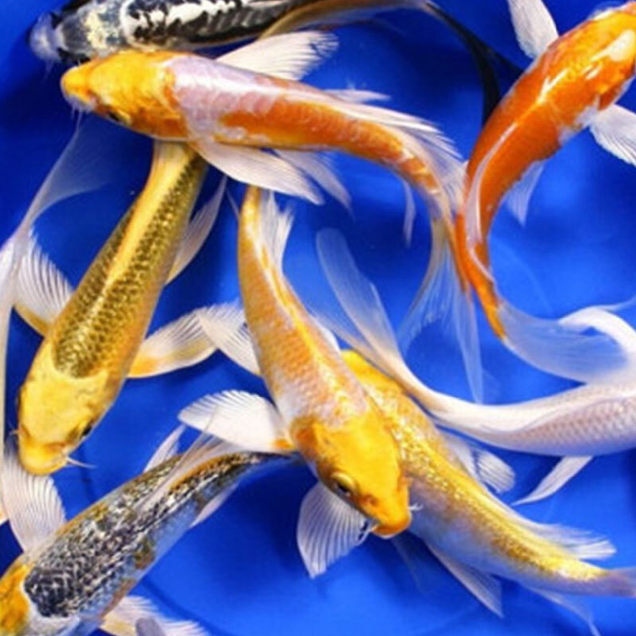 Pond Fish Pond Fish