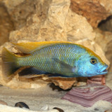 Lake Malawi Cichlids