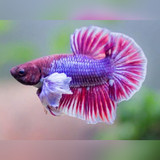 Bettas (Siamese Fighting Fish)