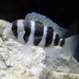 Lake Tanganyika Cichlids