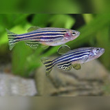 Danio Minnow and Rasbora