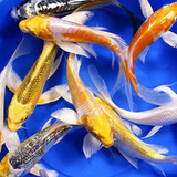 Pond Fish