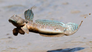 Atlantic Mudskipper