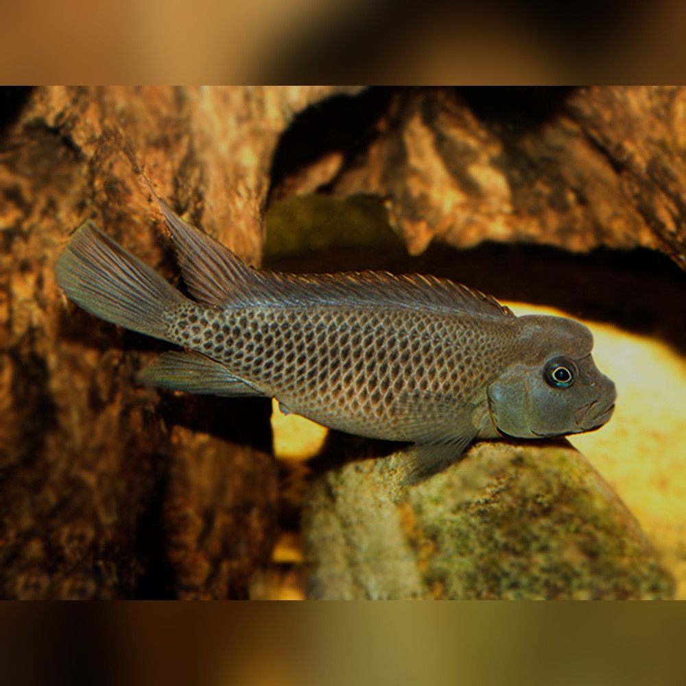 Blockhead Cichlid (Steatocranus casuarius) Riverpark Aquatics