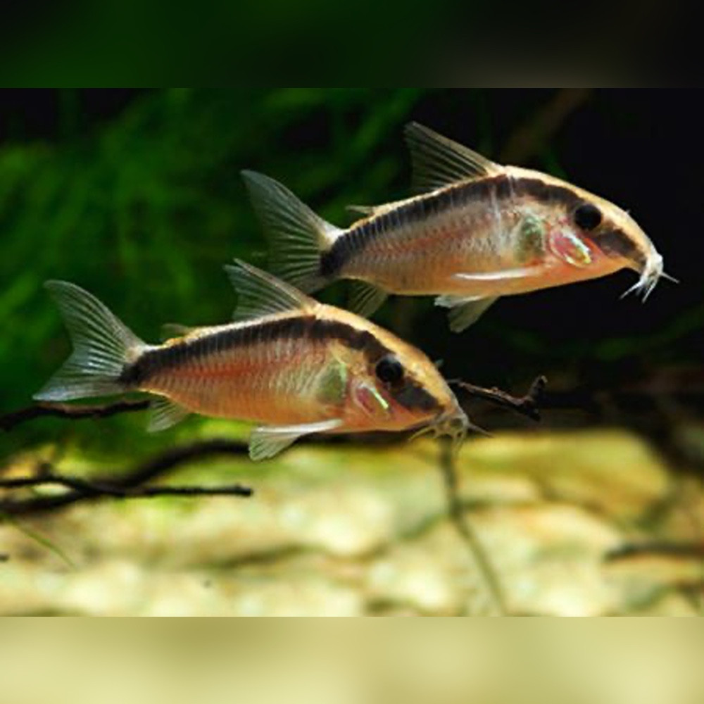 Shop Online for Corydoras Riverpark Aquatics UK