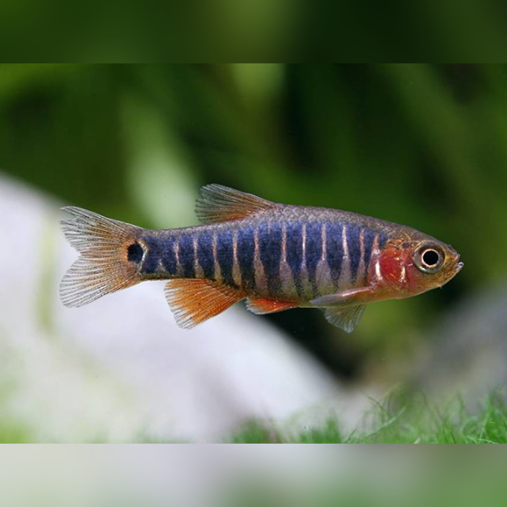 Emerald Dwarf Rasbora Danio Erythromicron Emerald Dwarf Rasbora Danio Erythromicron