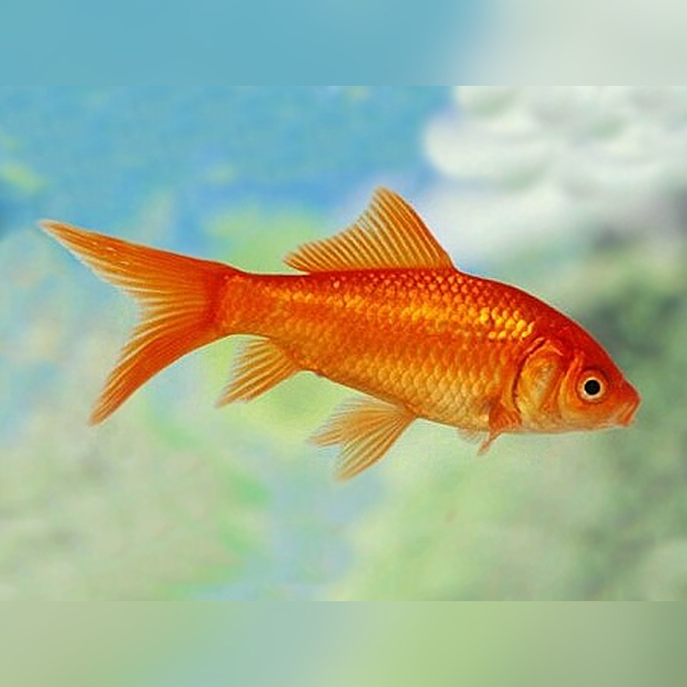 Sarasa Comet Goldfish (Carassius auratus) 3